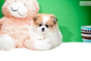 Pomeranian aleman bebe mini toy a la venta