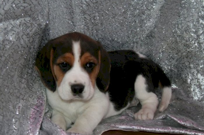Cachorro beagle en venta