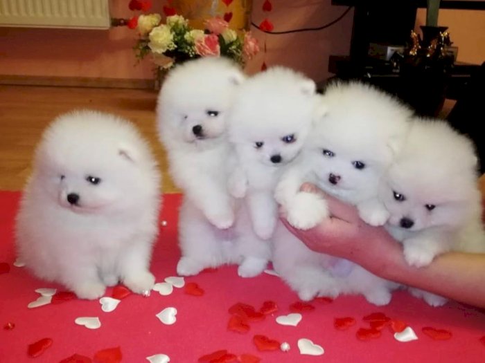 Pomerania blanco de 2 meses en adopcion gratis